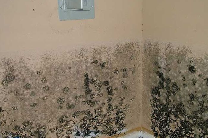 Tips Jitu Menghilangkan Jamur Pada Dinding Rumah